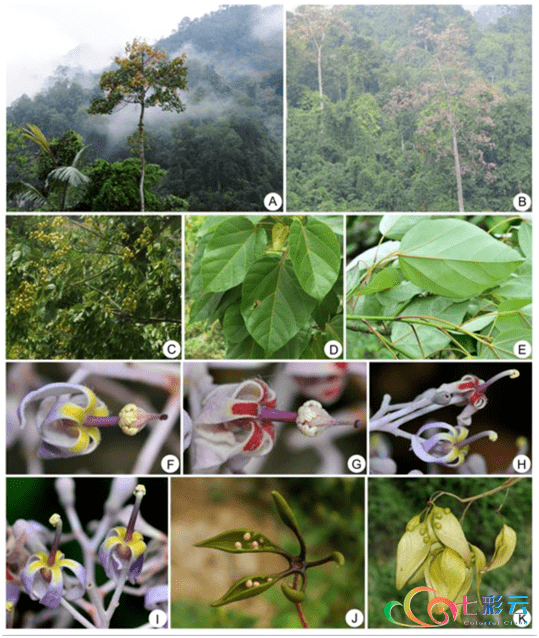 中国科研人员发现新物种长肋原花鳅