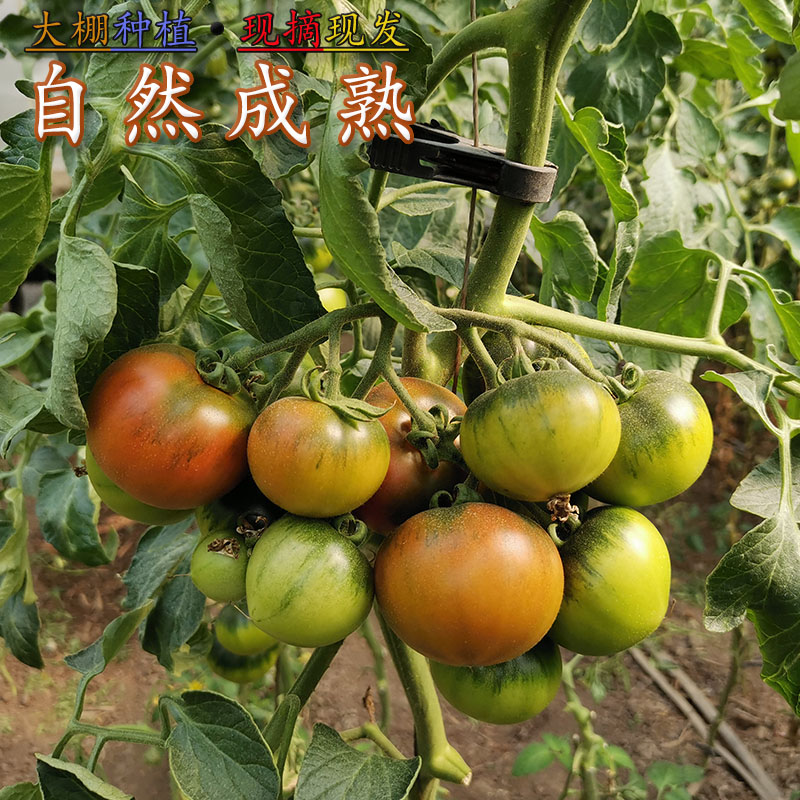 借力智慧农业 盘锦碱地柿子量多质好
