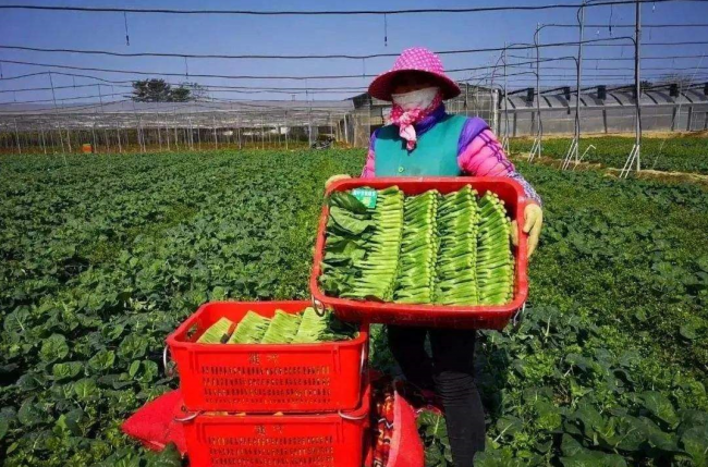 善用直播发掘农业多元价值