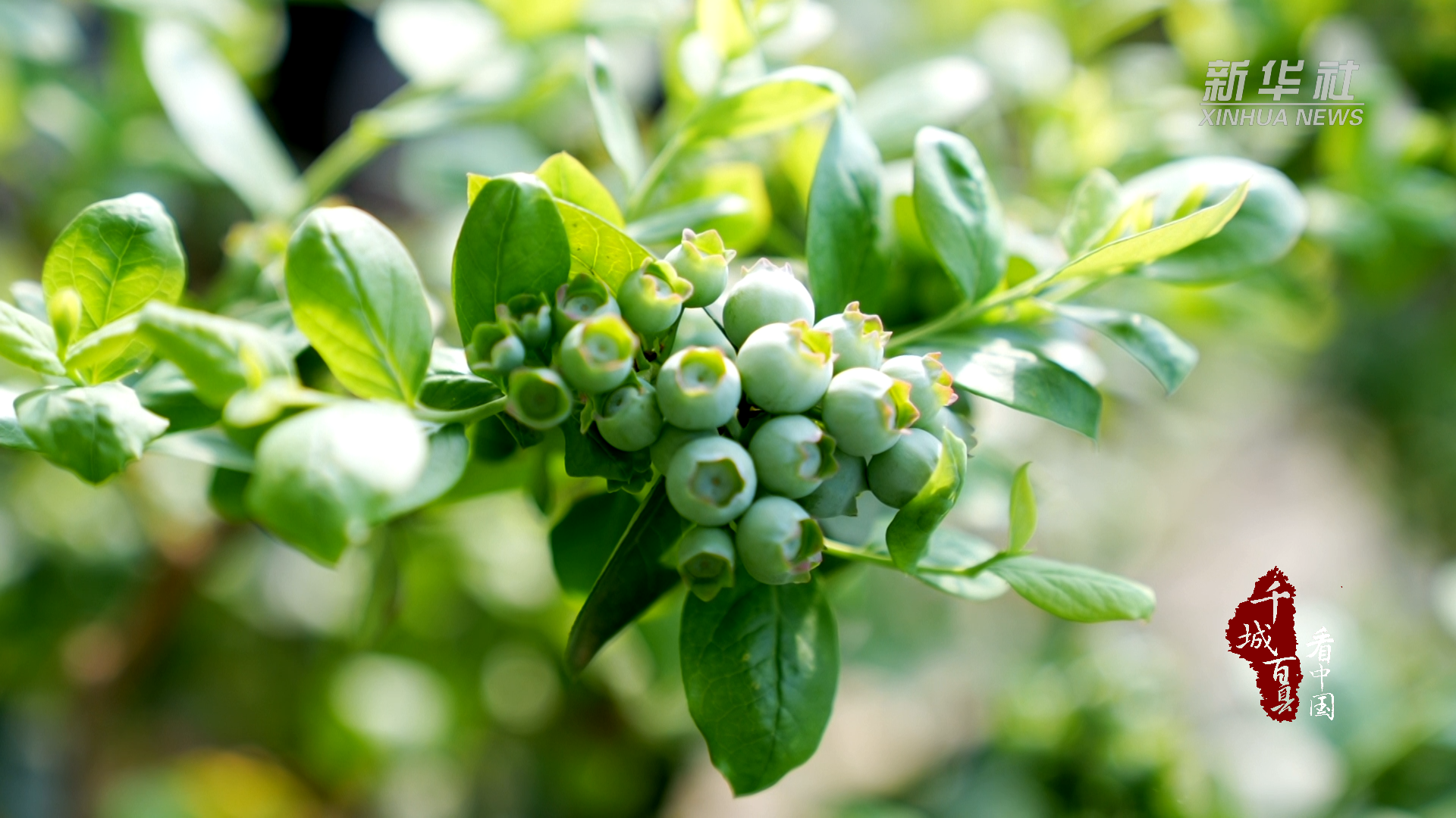 千城百县看中国｜河北南宫：智能植物工厂助力绿色发展