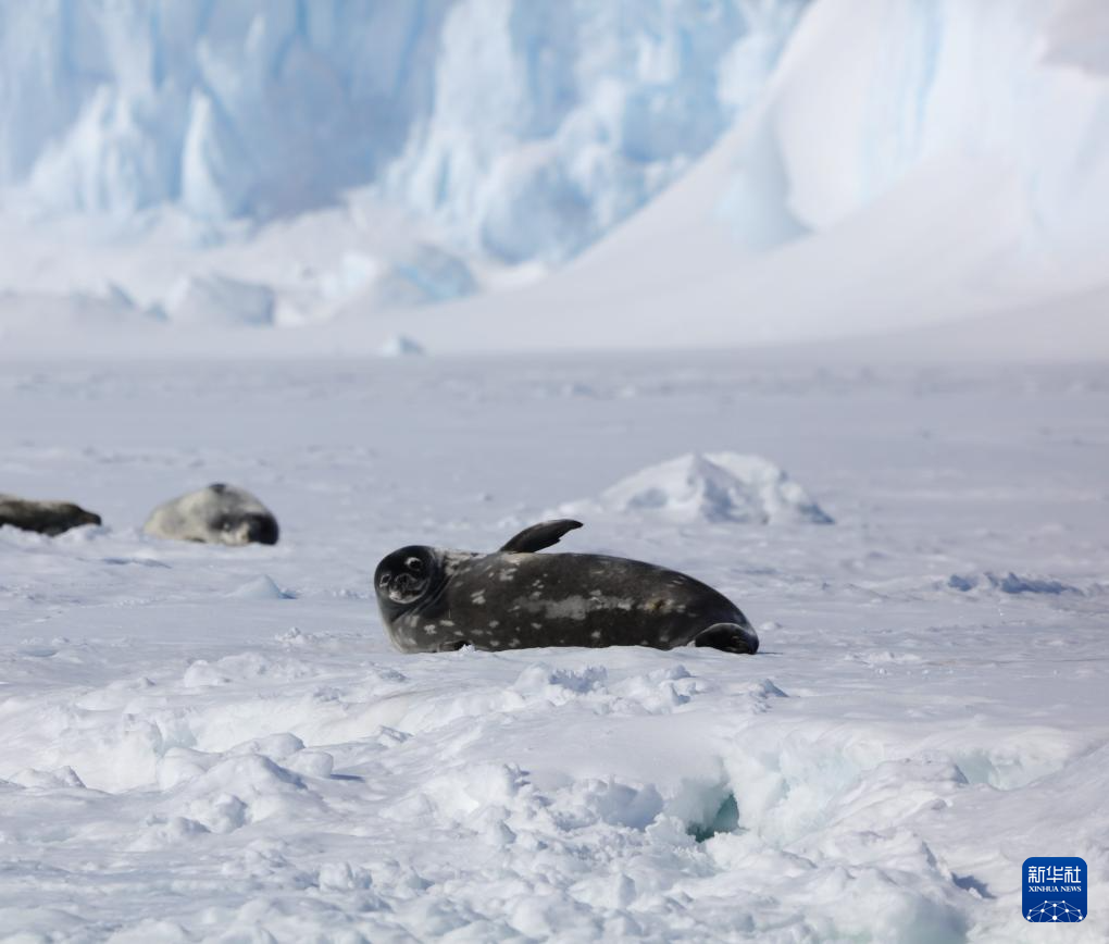 第41次南极考察｜通讯：乘风破浪，在地球最南端驶入新年