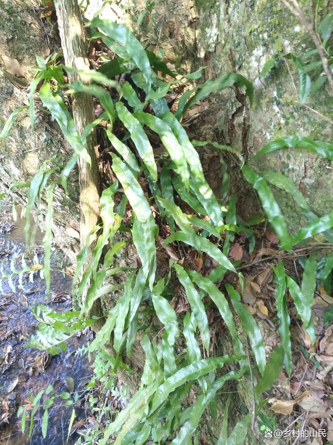 敲除这两个基因 作物将更好抵御寄生植物
