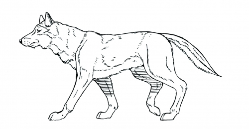 AI辅助去核提升犬科动物克隆效率
