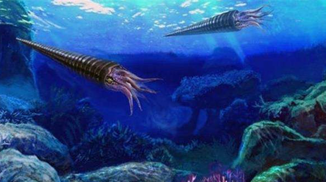 寒武纪小壳化石保存之谜揭开