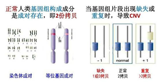 科学与健康|基因组编辑新利器：PCE技术实现染色体“精准编辑”