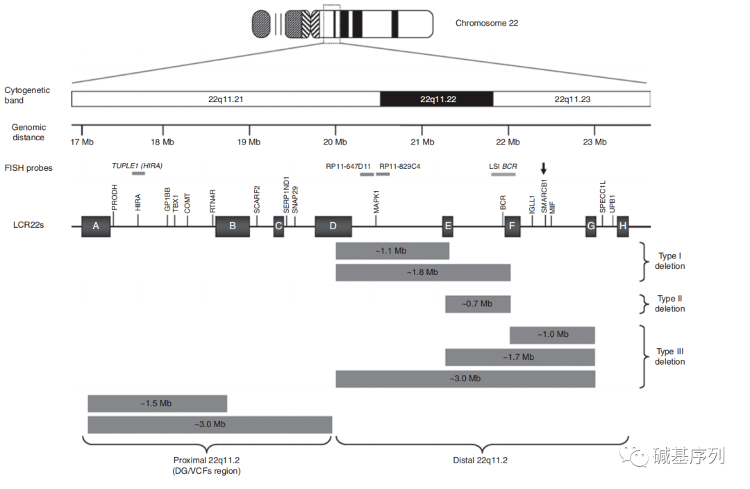 科学与健康|基因组编辑新利器：PCE技术实现染色体“精准编辑”