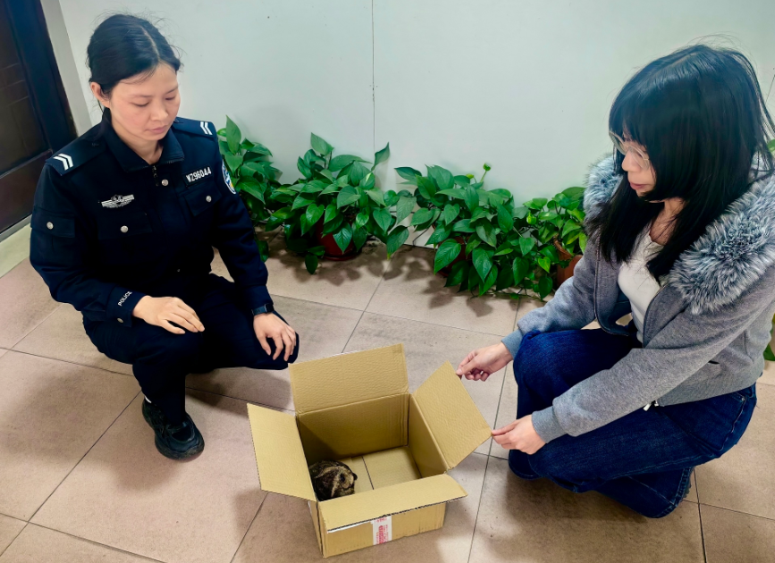 广东紫金救护3只珍稀领角鸮 已顺利放归野外